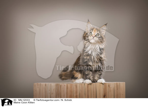 Maine Coon Ktzchen / Maine Coon Kitten / NN-12033