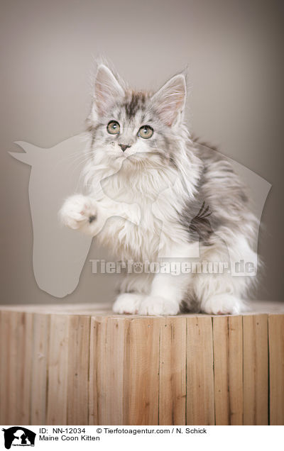 Maine Coon Ktzchen / Maine Coon Kitten / NN-12034
