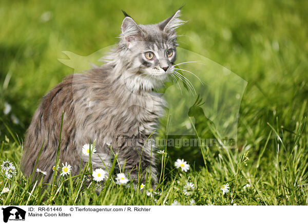 Maine Coon Ktzchen / Maine Coon kitten / RR-61446