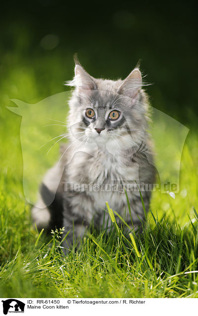 Maine Coon Ktzchen / Maine Coon kitten / RR-61450