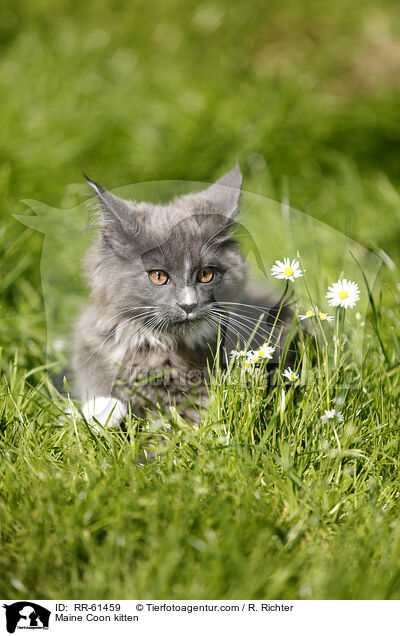 Maine Coon Ktzchen / Maine Coon kitten / RR-61459