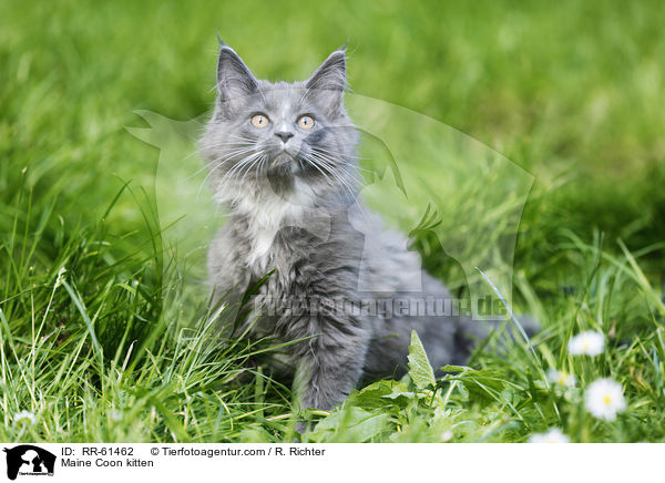 Maine Coon Ktzchen / Maine Coon kitten / RR-61462