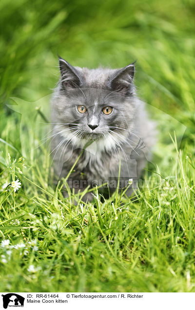 Maine Coon Ktzchen / Maine Coon kitten / RR-61464