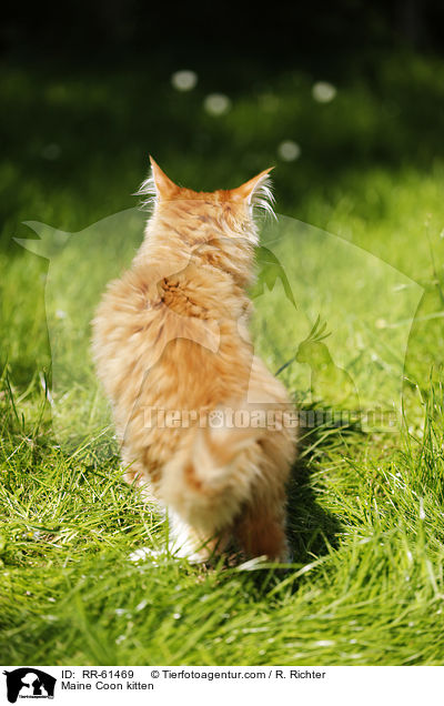 Maine Coon Ktzchen / Maine Coon kitten / RR-61469