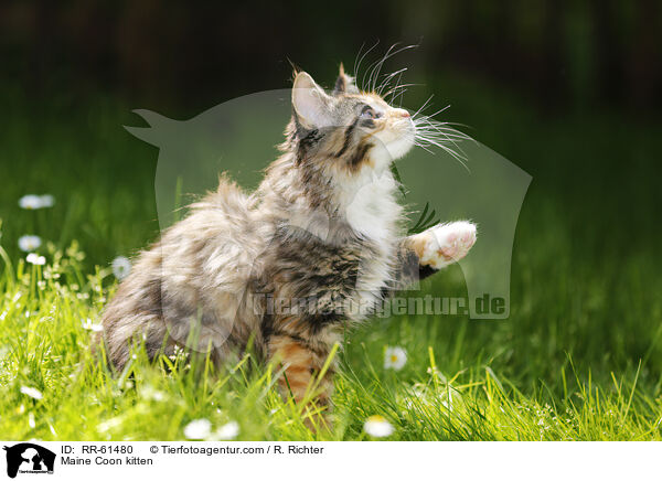 Maine Coon Ktzchen / Maine Coon kitten / RR-61480