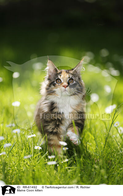 Maine Coon Ktzchen / Maine Coon kitten / RR-61492