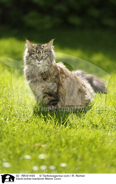 black-torbie-mackerel Maine Coon / black-torbie-mackerel Maine Coon / RR-61495