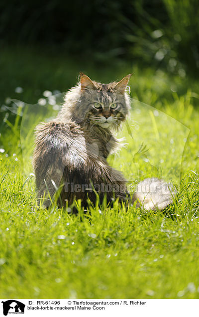 black-torbie-mackerel Maine Coon / black-torbie-mackerel Maine Coon / RR-61496