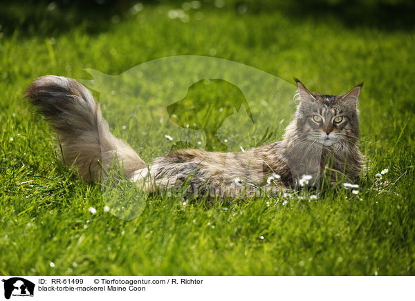 black-torbie-mackerel Maine Coon / black-torbie-mackerel Maine Coon / RR-61499