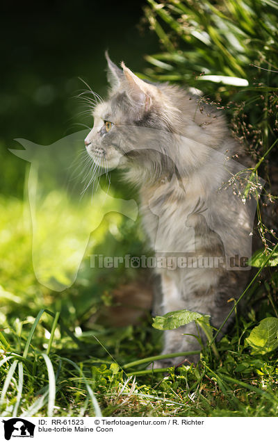 blue-torbie Maine Coon / blue-torbie Maine Coon / RR-61523