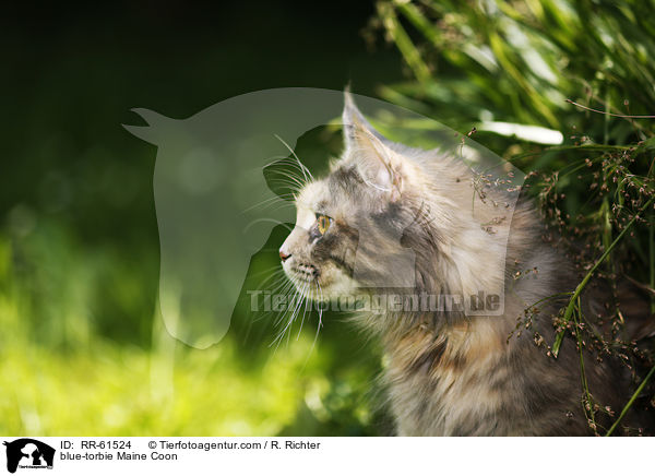 blue-torbie Maine Coon / blue-torbie Maine Coon / RR-61524