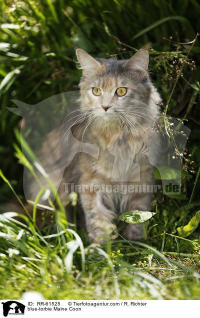 blue-torbie Maine Coon / RR-61525