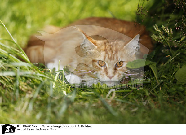 red tabby-white Maine Coon / red tabby-white Maine Coon / RR-61527