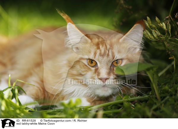 red tabby-white Maine Coon / red tabby-white Maine Coon / RR-61528