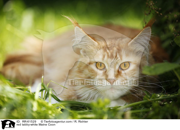 red tabby-white Maine Coon / red tabby-white Maine Coon / RR-61529