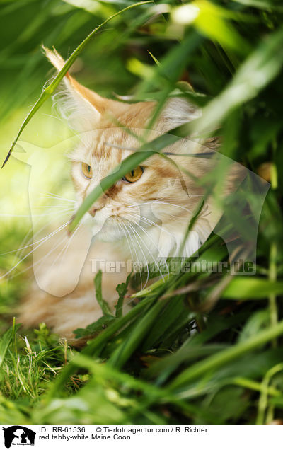 red tabby-white Maine Coon / red tabby-white Maine Coon / RR-61536