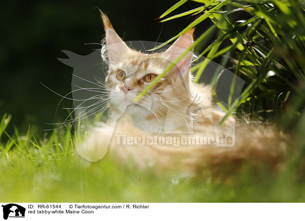red tabby-white Maine Coon / red tabby-white Maine Coon / RR-61544