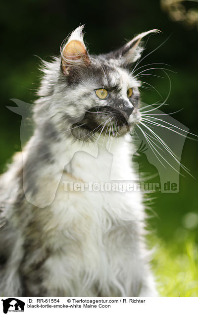 black-tortie-smoke-white Maine Coon / black-tortie-smoke-white Maine Coon / RR-61554