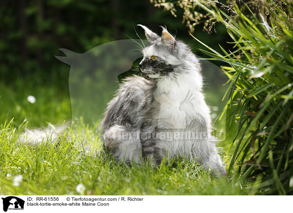 black-tortie-smoke-white Maine Coon / black-tortie-smoke-white Maine Coon / RR-61556