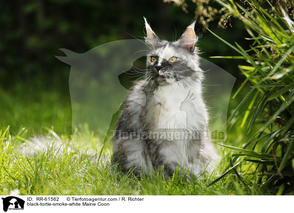 black-tortie-smoke-white Maine Coon / black-tortie-smoke-white Maine Coon / RR-61562