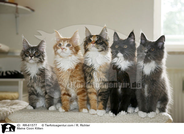 Maine Coon Ktzchen / Maine Coon Kitten / RR-61577