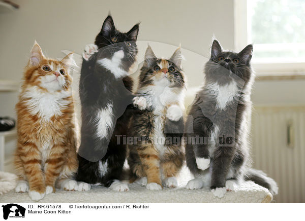 Maine Coon Ktzchen / Maine Coon Kitten / RR-61578