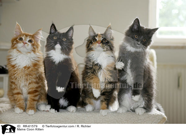 Maine Coon Ktzchen / Maine Coon Kitten / RR-61579