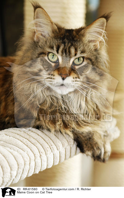 Meine Coon auf Kratzbaum / Maine Coon on Cat Tree / RR-61580