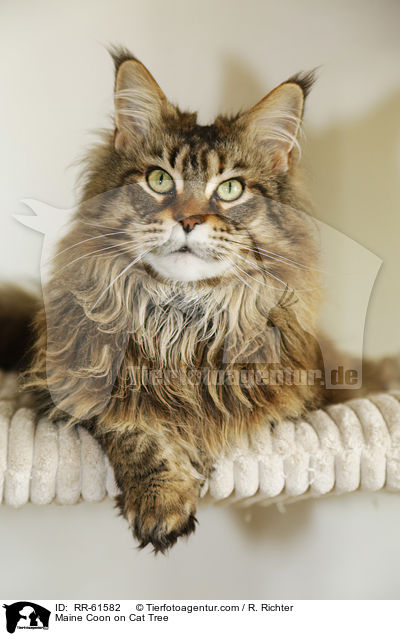 Maine Coon on Cat Tree / RR-61582
