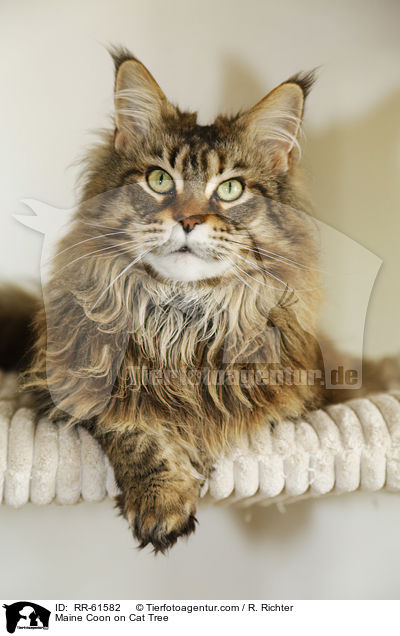 Meine Coon auf Kratzbaum / Maine Coon on Cat Tree / RR-61582