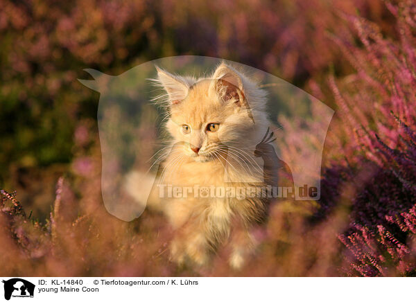 junge Maine Coon / young Maine Coon / KL-14840