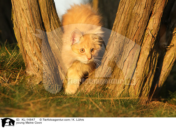 junge Maine Coon / young Maine Coon / KL-14847
