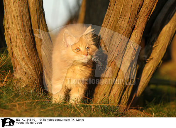 junge Maine Coon / young Maine Coon / KL-14849