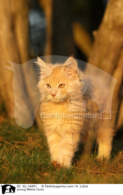 junge Maine Coon / young Maine Coon / KL-14851