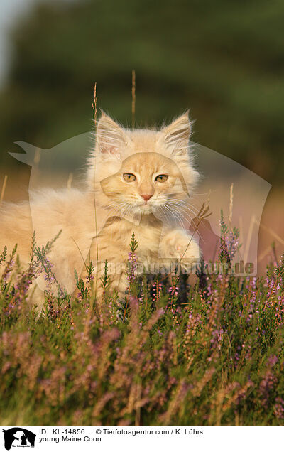 junge Maine Coon / young Maine Coon / KL-14856