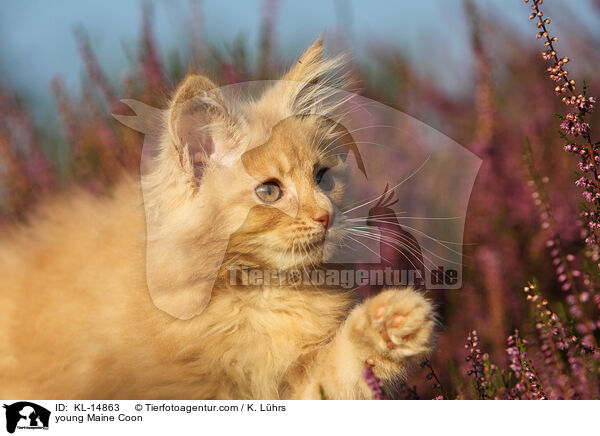 junge Maine Coon / young Maine Coon / KL-14863