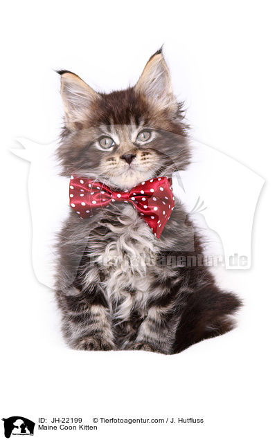 Maine Coon Ktzchen / Maine Coon Kitten / JH-22199