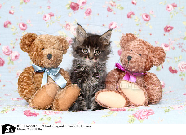Maine Coon Ktzchen / Maine Coon Kitten / JH-22207