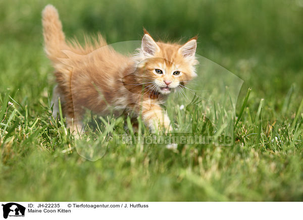 Maine Coon Ktzchen / Maine Coon Kitten / JH-22235