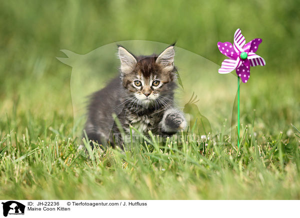 Maine Coon Ktzchen / Maine Coon Kitten / JH-22236