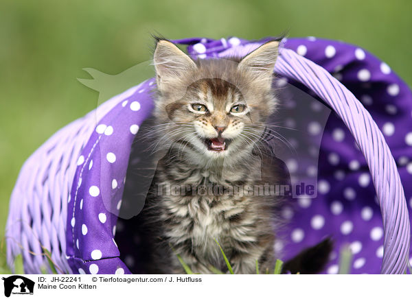 Maine Coon Ktzchen / Maine Coon Kitten / JH-22241