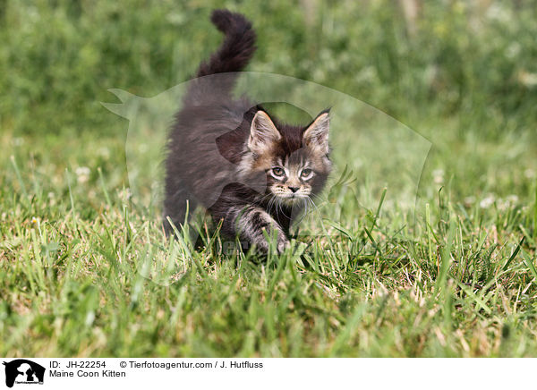 Maine Coon Ktzchen / Maine Coon Kitten / JH-22254