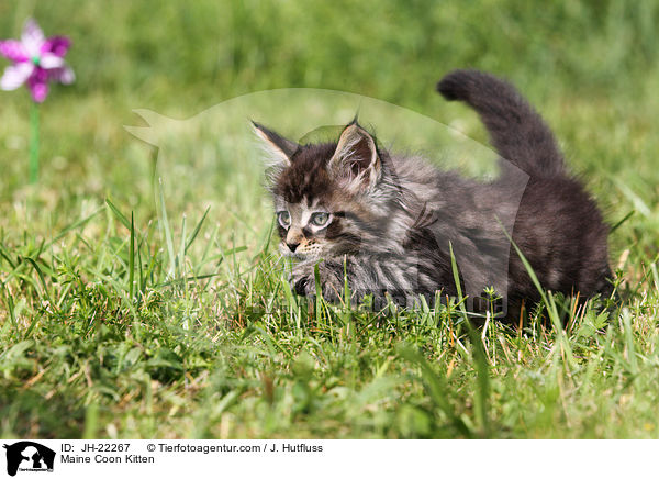 Maine Coon Ktzchen / Maine Coon Kitten / JH-22267