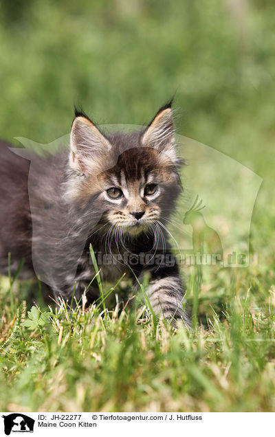 Maine Coon Ktzchen / Maine Coon Kitten / JH-22277