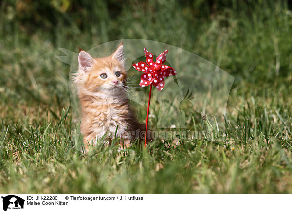 Maine Coon K�tzchen / Maine Coon Kitten / JH-22280
