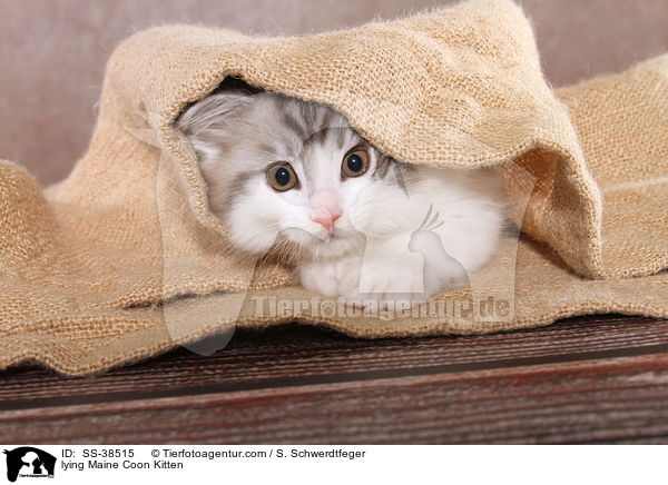 liegendes Maine Coon Ktzchen / lying Maine Coon Kitten / SS-38515