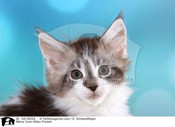 Maine Coon Kitten Portrait / SS-38528