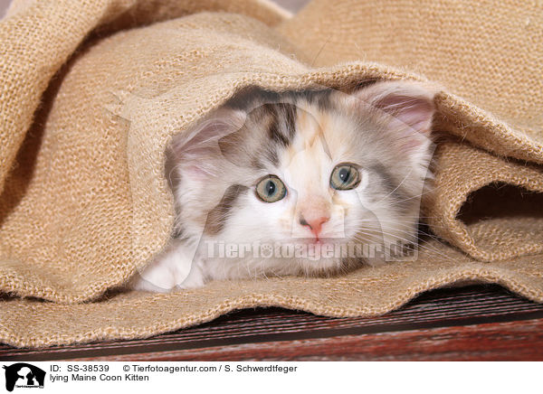 liegendes Maine Coon Ktzchen / lying Maine Coon Kitten / SS-38539