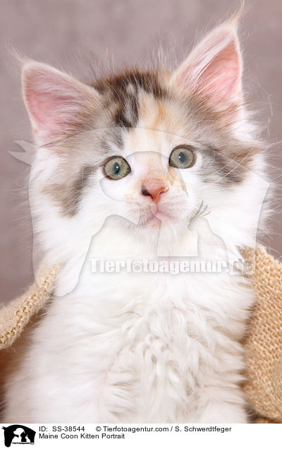 Maine Coon Kitten Portrait / SS-38544