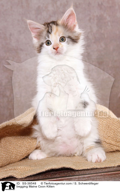Maine Coon Ktzchen macht Mnnchen / begging Maine Coon Kitten / SS-38548